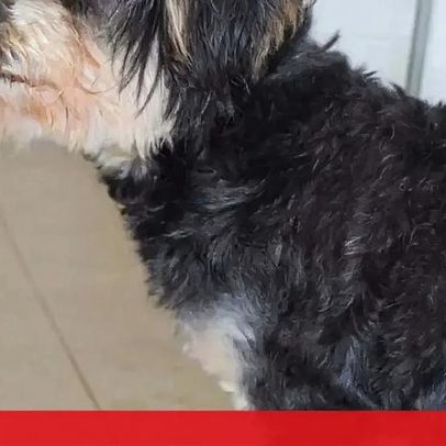 Tempestade complica buscas por Pirolito, cão cego de Montemor-o-Velho