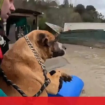 Tempestade no sul de Espanha força o resgate de animais presos