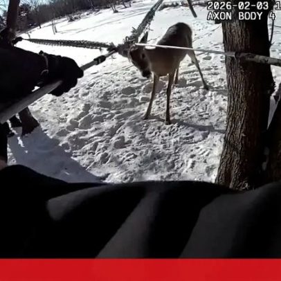 Polícia liberta veado preso numa rede no Minnesota