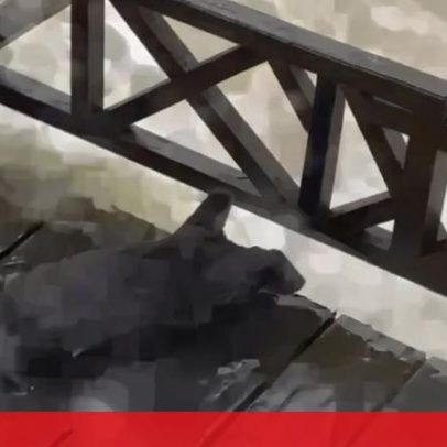 Duas lontras mergulham na corrente do rio Dão