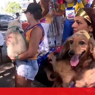 Cães mascarados participam em protesto contra maus-tratos a animais no Carnaval do Rio