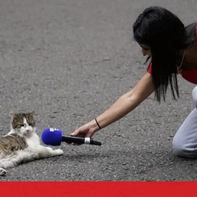 Larry, o gato de Downing Street, celebra 15 anos como chief mouser