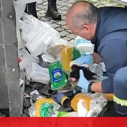 Gatos bebés abandonados encontrados num contentor de lixo em Famalicão