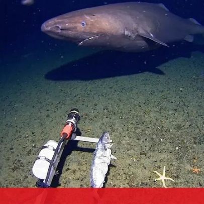 Câmara capta tubarão a nadar nas águas geladas da Antártida