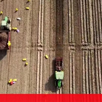 Agricultores recorrem a IA para aumentar colheitas na Índia