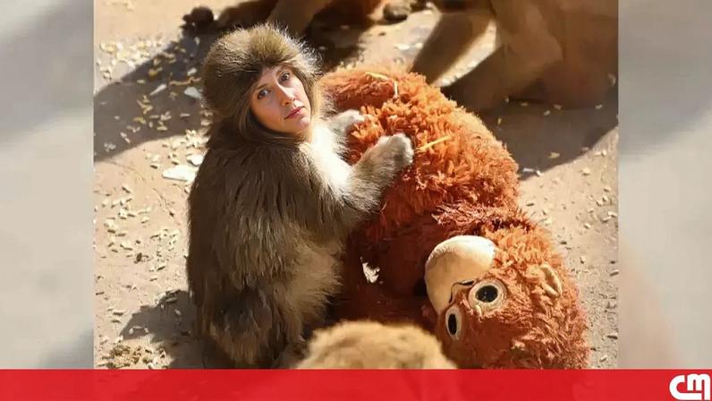 Macaco bebé do Zoo de Ichikawa, no Japão, foi rejeitado pela progenitora à nascença. Peluche foi oferecido pelos tratadores.