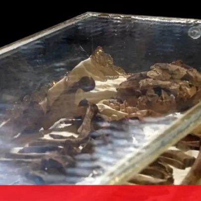 Restos mortais de São Francisco expostos pela primeira vez em Assis