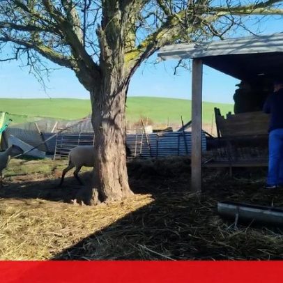 Cerca de 50 animais furtados de pequena exploração em Vidigueira