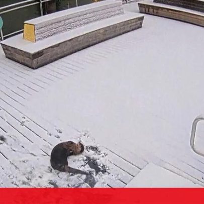 Nevão em Baltimore cria parque de diversões para lontra