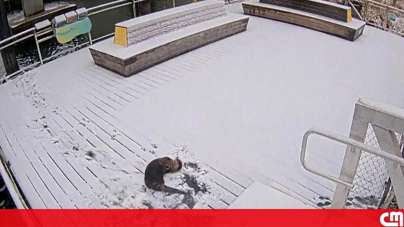 Nevão vira parque de diversões para lontra em Baltimore