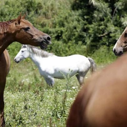 Estudo mostra que cavalos assobiam e cantam ao mesmo tempo