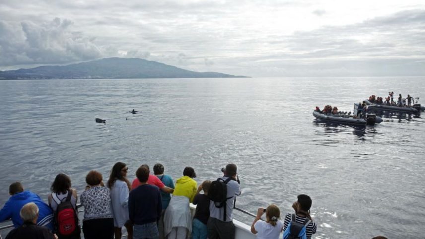 Atlânticoline, Açores