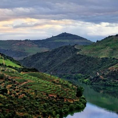 Casa do Douro solicita apoios urgentes para viticultores afetados pelo mau tempo