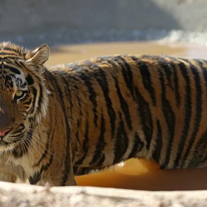 Vírus mata 72 tigres num parque de vida selvagem na Tailândia