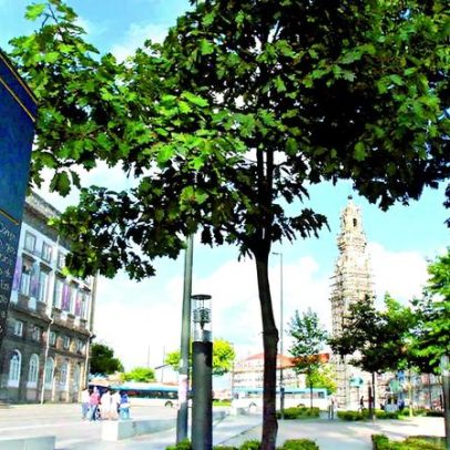 PJ do Porto detém homem que tentou matar com garrafa partida e faca de cozinha