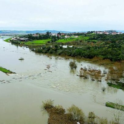 Viveiro de Coimbra regista prejuízos superiores a 2 milhões após dique do Mondego