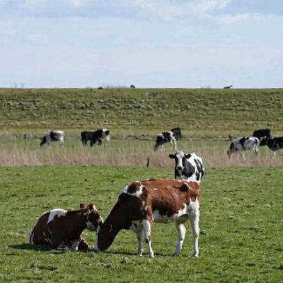 Rutura climática pode reduzir até 50% da capacidade de pastagem até 2100