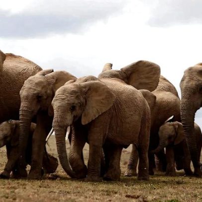 Tailândia vacina elefantes para conter reprodução devido à expansão humana