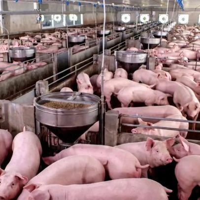 Suinicultores apontam maior crise de sempre e exigem apoios urgentes