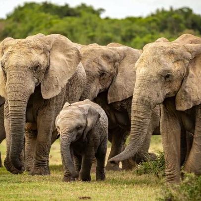 Italiano fica ferido após confronto com elefante no Parque Nacional de Maputo