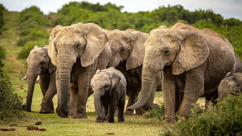 Italiano ferido após embate contra elefante no parque Nacional de Maputo