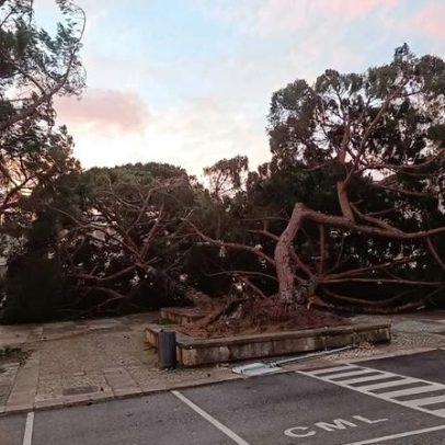 Governo prioriza remoção de árvores após mau tempo antes da época de fogos