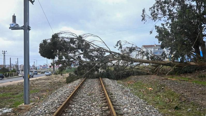 Árvore de grande porte caiu sobre a linha de comboio da linha do Oeste, cortando a circulação dos comboios