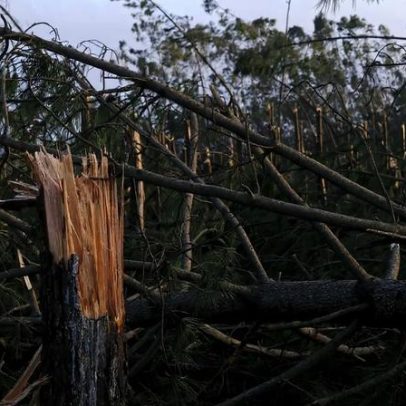 Governo acelera limpeza de árvores derrubadas para reduzir risco de incêndios