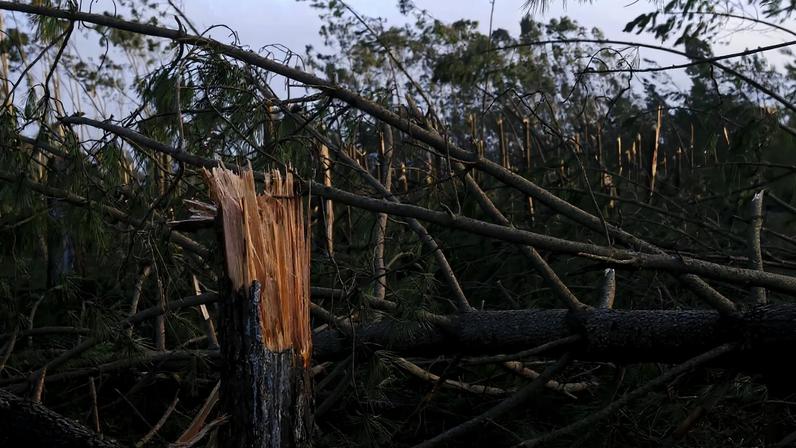 Queda de árvores devido ao mau tempo, na zona da Marinha Grande