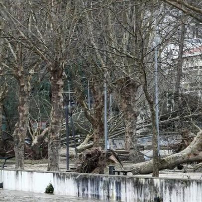 Federações florestais aprovam medidas de emergência, consideram-nas insuficientes