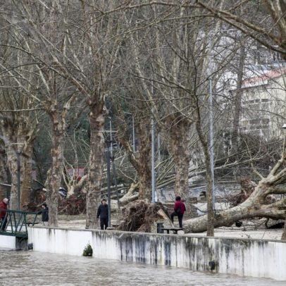Leiria regista perda total de mais de 2.000 árvores após mau tempo