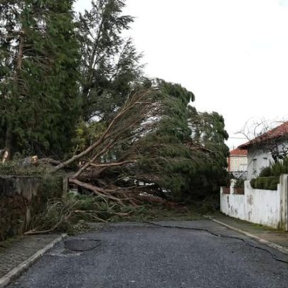 Câmara de Castelo Branco lança plataforma online para apoios até 10 mil euros