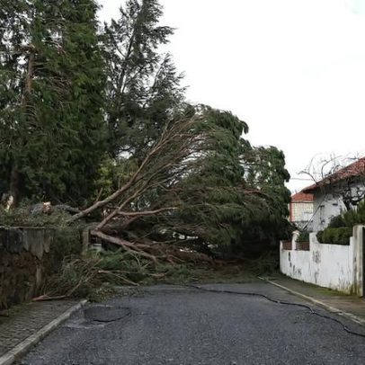 Câmara de Proença-a-Nova alerta para cabos de energia no solo