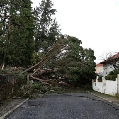 Prejuízos de 22 milhões de euros em Castelo Branco após mau tempo, preliminares