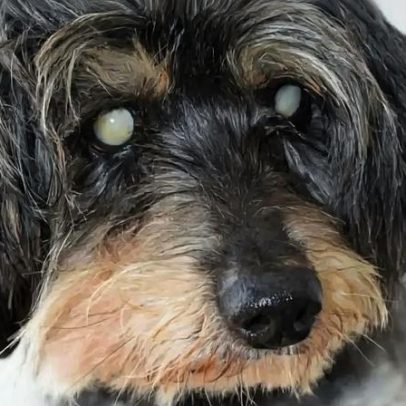 Pirolito, cão cego de Montemor-o-Velho, é encontrado após reportagem da CMTV