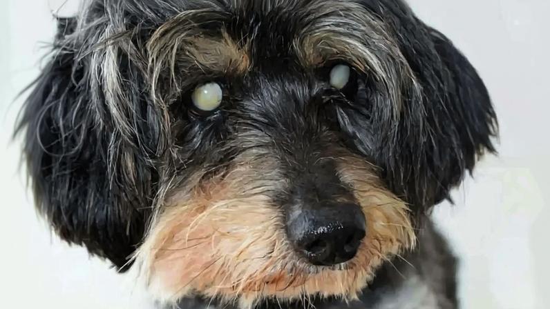Pirolito, cão desapareceu durante a tempestade