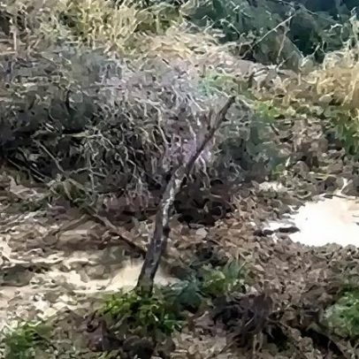 Parque de Campismo na Costa da Caparica alerta para saírem de zonas baixas