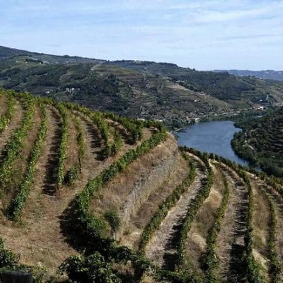 Agricultores contestam uso exclusivo de aguardente no Vinho do Porto e Moscatel