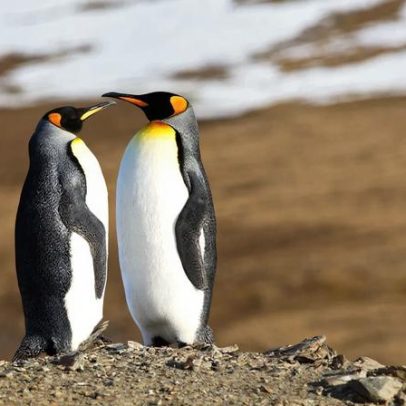 Cinco animais que acasalam ao longo de toda a vida