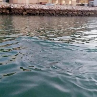 Família de javalis atravessa a Marina de Albufeira a nado