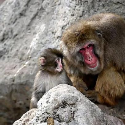 Macaco Punch recebe o primeiro abraço, sinal de esperança