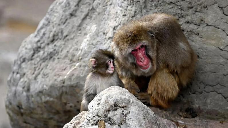 Finalmente! O pequeno Punch recebeu o seu primeiro abraço