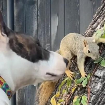 Millie e Esquilo: dois amigos de espécies diferentes