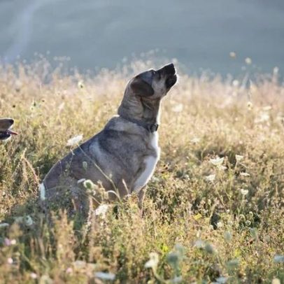 Como os cães escolhem o líder da casa, segundo estudo recente