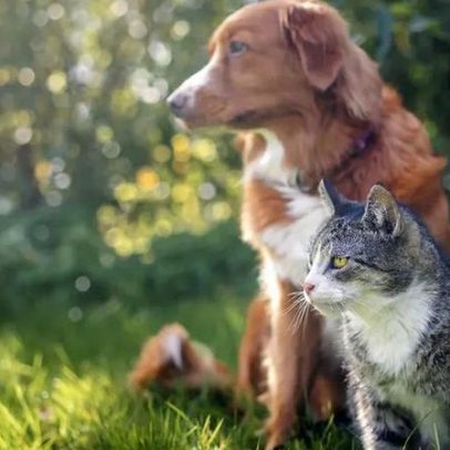 Com mau tempo, os pets exigem cuidados especiais