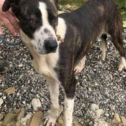 Plataforma ajuda a encontrar o seu cão perdido nas tempestades em Leiria