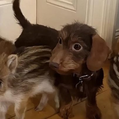 Cadela Nala e cinco javalis tornam-se estrelas no Instagram