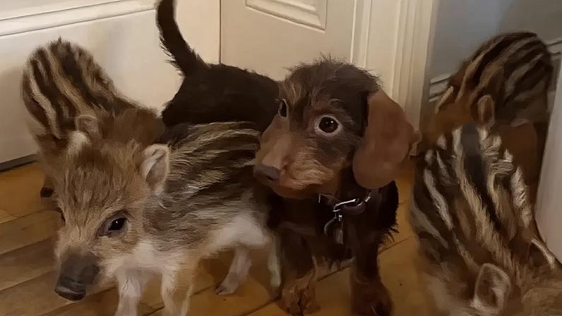 De órfãos na floresta a estrelas do Instagram. Conheça a cadela Nala e os seus cinco javalis