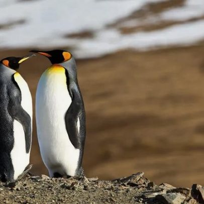 Cinco animais que formam pares estáveis ao longo da vida