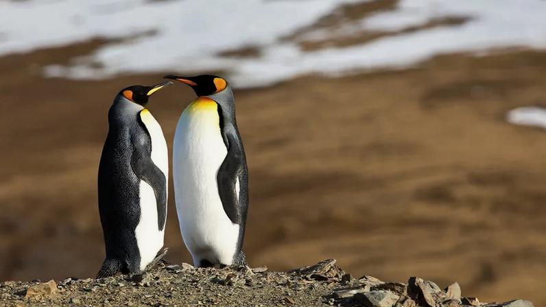 Quem disse que o romance é só para humanos? Estes cinco animais acasalam para a vida